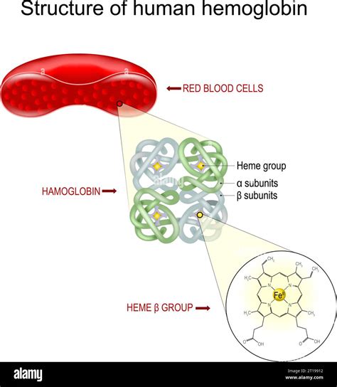 Image result for Normal Hemoglobin Structure