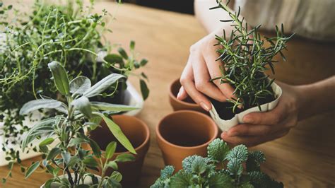 5 Tips On How To Grow Rosemary Indoors