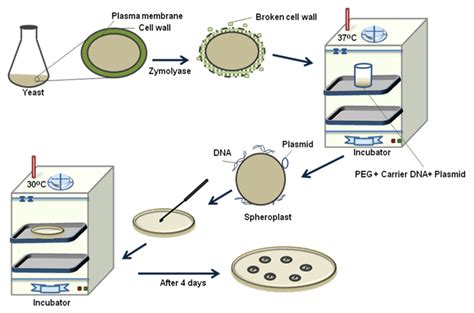 Figure 20.4: Steps in yeast transformation by sphereplast method.