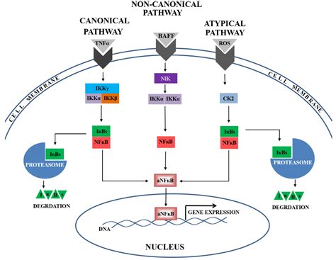 Canonical, Non-Canonical and Atypical Pathways of Nuclear Factor кb ...