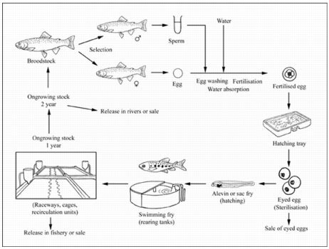 Image result for Trout Farming Methods