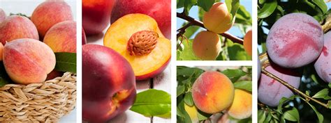 Image result for Fruit Tree Varieties