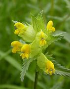Image result for Pink and Yellow Rattle Baby Bunny