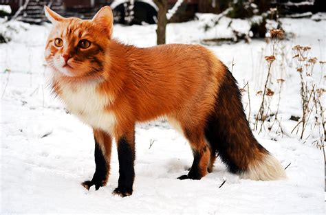 Fox cat new arrivals