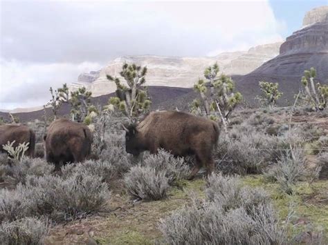 WILD WEST HELICOPTERS (2026) All You Need to Know BEFORE You Go (with ...