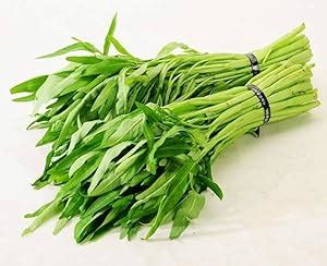 Indian Kalmi Shak Seeds Pack of 160 : Amazon.in: Garden & Outdoors