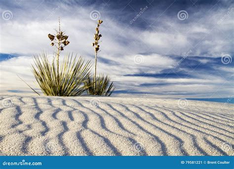 Yucca at White Sands National Monument Stock Image - Image of cloud ...