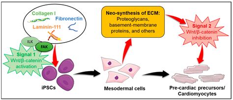 Kinases of the Focal Adhesion Complex Contribute to Cardiomyocyte ...