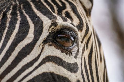 Image result for Zebra Programming Language Applications