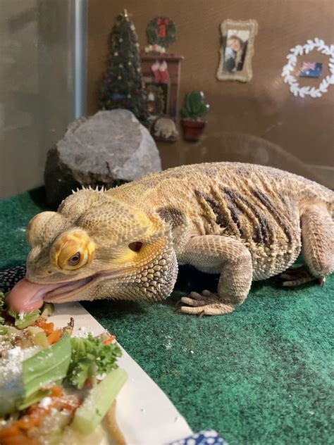 UPDATE (Swollen eyes, muscle spasms) : r/BeardedDragons