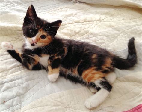 Cute Calico Tabby Kittens