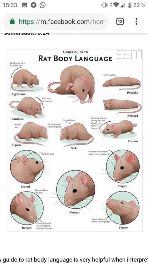 Rat body language | Baby rats, Pet mice, Pet rat cages