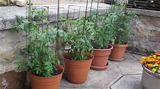 Tomato Container Gardening by Different Gardening Methods And The Pros And Cons Of Each Tomato Container Gardening
