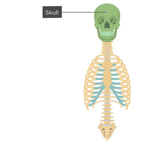 Skeletal System Labeled Axial And Appendicular