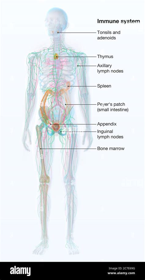 Image result for Gram-negative Bacilli Algorithm