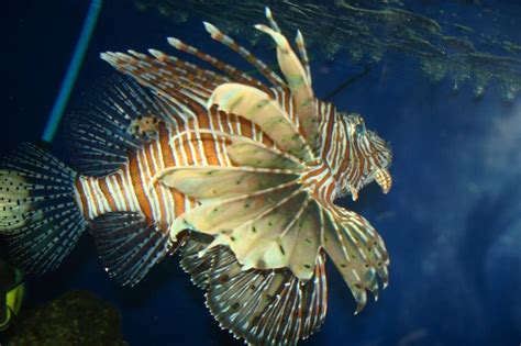 Image result for Fish Imafe for Python Code