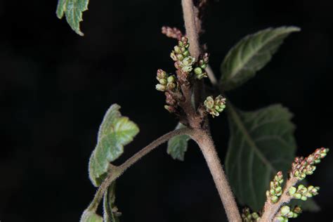 Rhus aromatica var. aromatica | Plants of the World Online | Kew Science