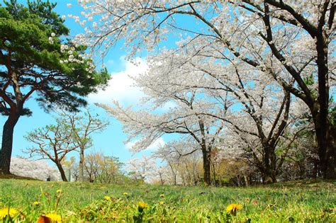 Planet Earth Quiz - 26 Earth Trivia Questions & Answers