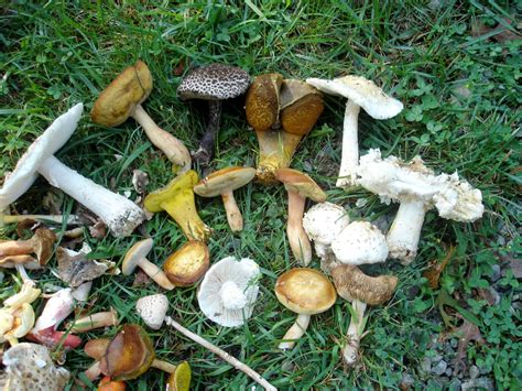 Are Lawn Mushrooms Poisonous To Dogs