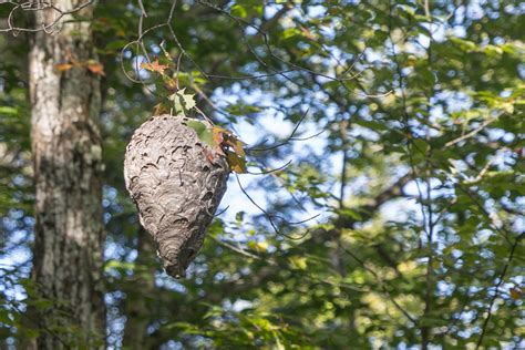How to Remove a Hornet Nest from a Tree | Catseye