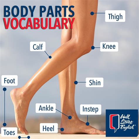 Shin Body Part