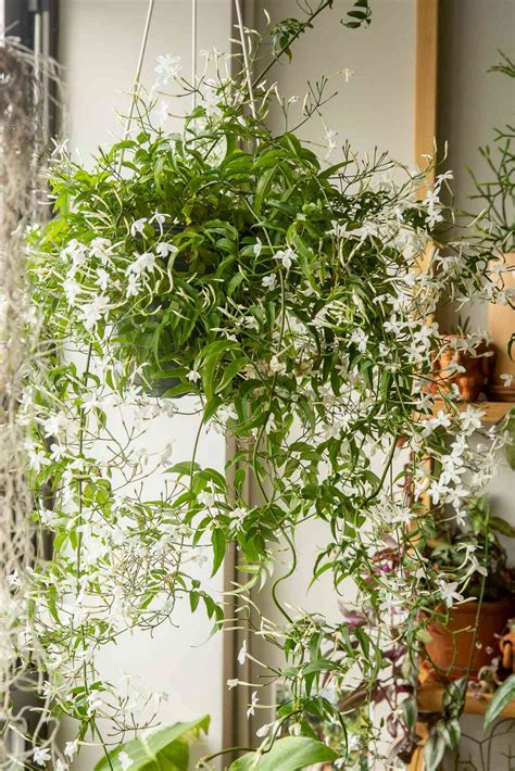 How Does Jasmine Plant Grow at Nancy Milne blog
