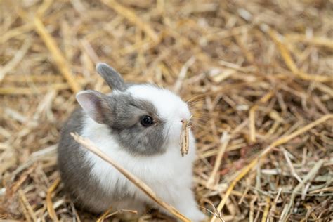 Premium Photo | Netherland dwarf rabbit is one of the smallest rabbit ...