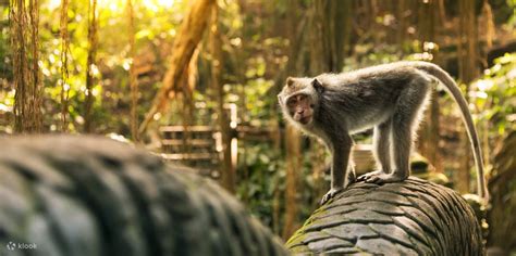 Ubud Highlight Tour - Klook India