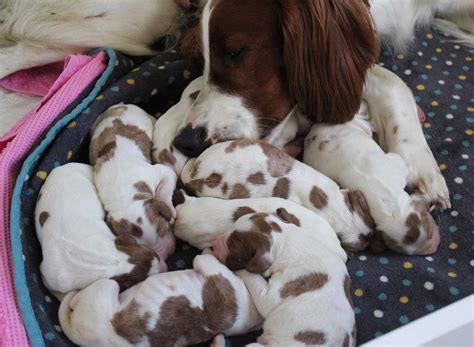 Puppies - Irish Red and White Setter Club of GB