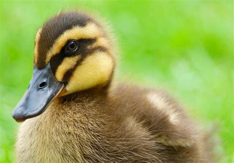 Yellow Duck - Wild Life Animal