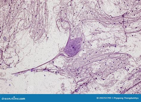 Motor Neuron, Spinal Cord, Nerve Fibres and Nerve Cells Under the Microscope. Stock Image ...