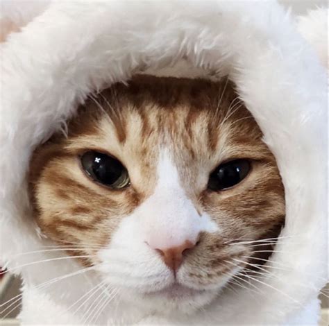 Pin by 🖤.MJ._.Universe.🤍 on Soonie, Doongie, Dori💖 | Minho's cats, Cats ...