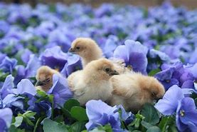 Image result for Spring Flowers with Chicks and Bunny