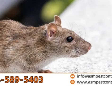 Do Mice Eat Cockroaches? - ASM Pest Control