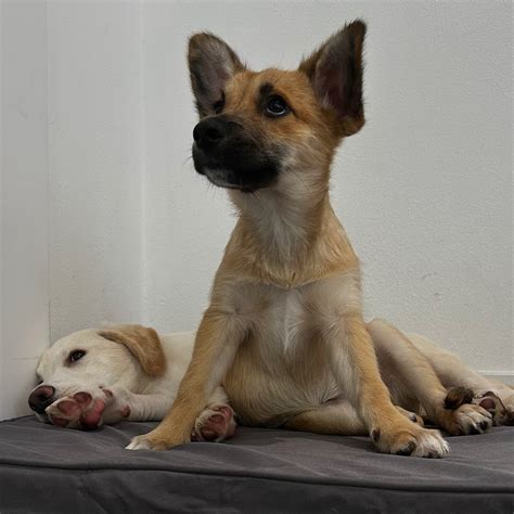 Puppy Yoga Los Angeles (@puppiesyogalosangeles) • Instagram photos and ...