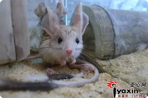 新疆柯坪县发现濒危动物“沙漠米老鼠”长耳跳鼠|跳鼠|柯坪县|米老鼠_新浪新闻