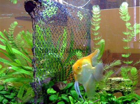The purpose and usage of a fish tank divider