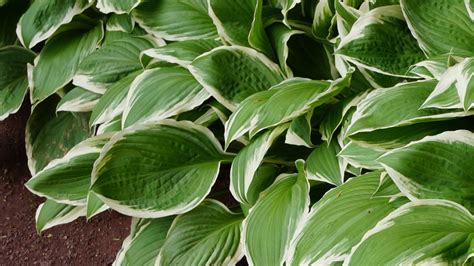 Get that shovel out, it's time to divide those hosta plants! - New Day NW | king5.com
