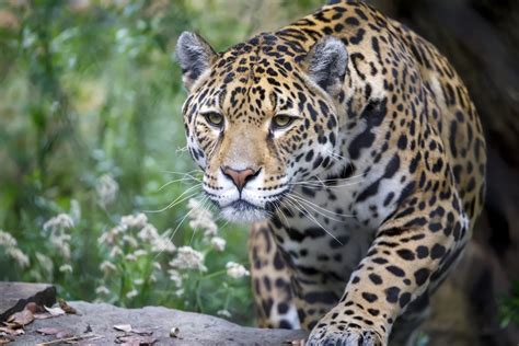 Jaguar 2025: Incredible Facts, Habitat, Diet & More