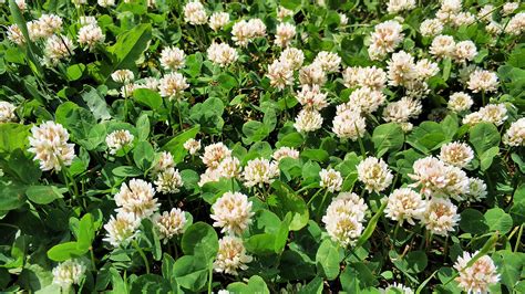 Amazon.com : White Dutch Clover Seeds for Planting, Ground Cover, Lawn ...