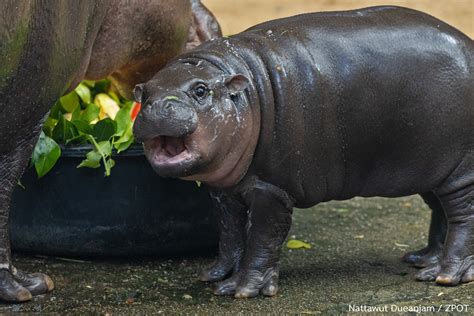 Pygmy Hippo Size