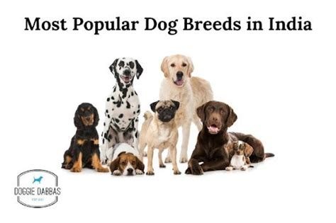 Most Popular Dog Breeds in India