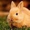 Image result for Cute White Bunny Rabbits