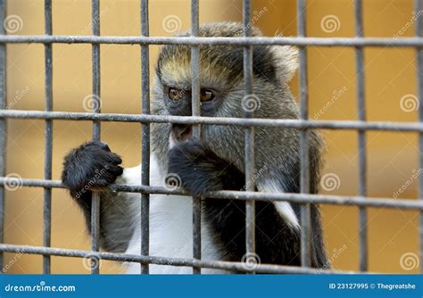 Little Sad Monkey Behind Cage in Zoo Stock Image - Image of eyes, fence ...