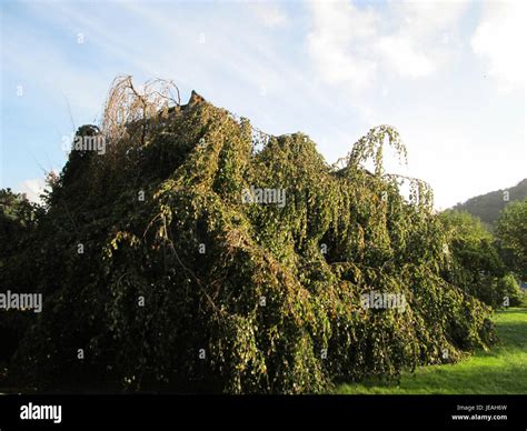 Weeping green beech fagus sylvatica pendula hi-res stock photography ...