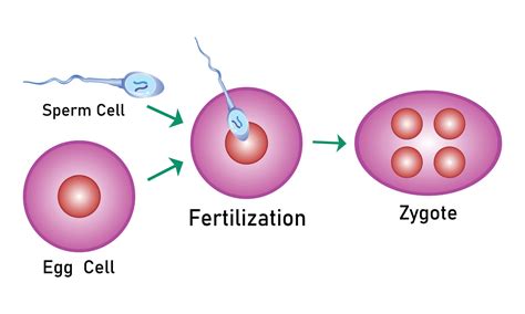 Fertilization process with step-by-step sperm egg and zygote rendering Cell Vector Design ...