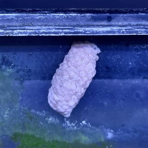 Mystery Snail Eggs - All About Care, Hatching and More - Learn About Nature