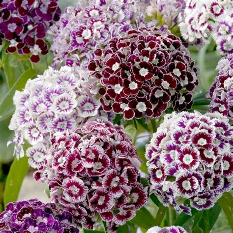 SWEET WILLIAM Seeds edible flowers | Flower seeds, Dianthus barbatus ...