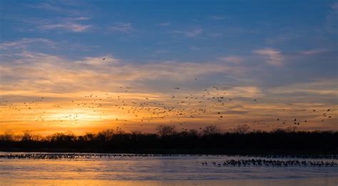 Sandhill Crane Migration | Moostash Joe Tours - migration of sandhill cranes