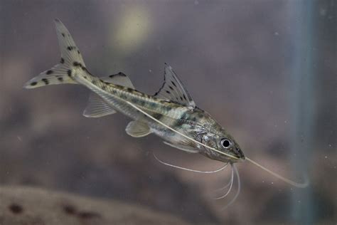 Pictus catfish • Pimelodus pictus • Fish sheet